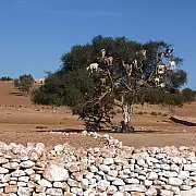 Nella terra dei Berberi. Tour in Marocco, ottobre-novembre 2022-8