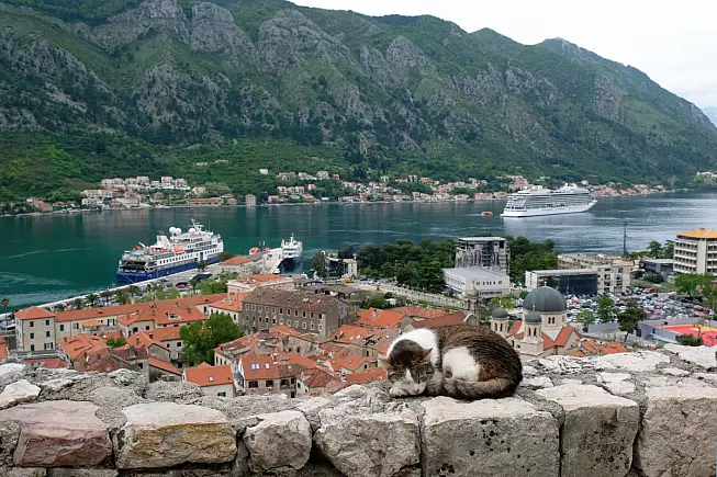Kotor gatti