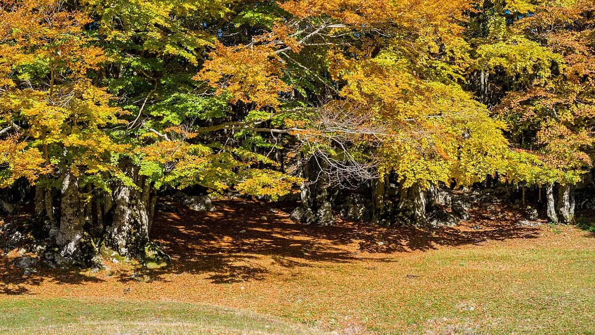 Foliage autunnale al Monte Livata, Subiaco, Lazio