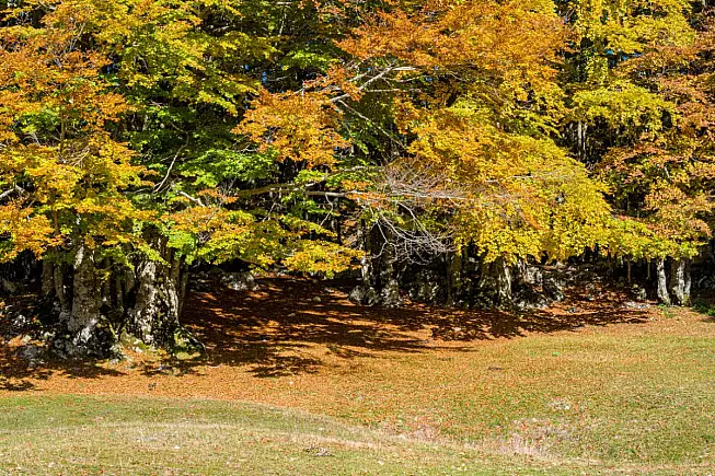 Foliage autunnale al Monte Livata, Subiaco, Lazio