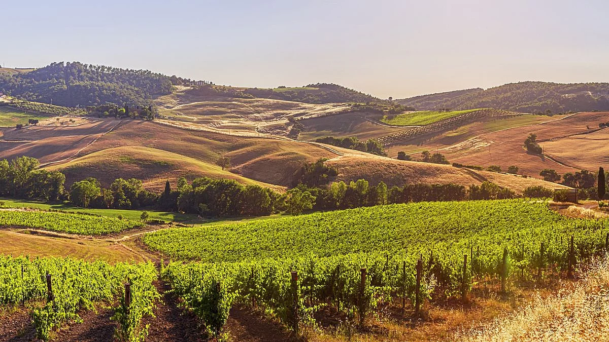 Vigneti di Montefalco, Umbria