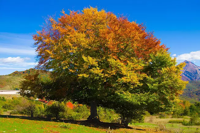 Faggete Vetuste, Parco Nazionale d'Abruzzo, Lazio e Molise