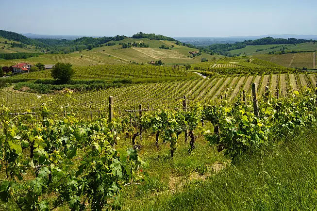 Monferrato. Mombaruzzo, Asti