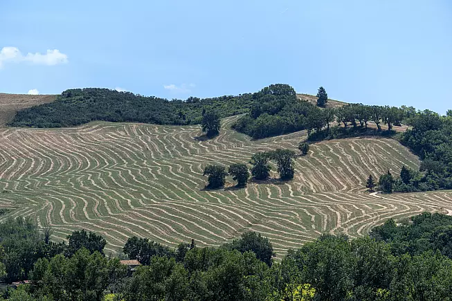 Paesaggio rurale intorno a Treia, nelle Marche. 
