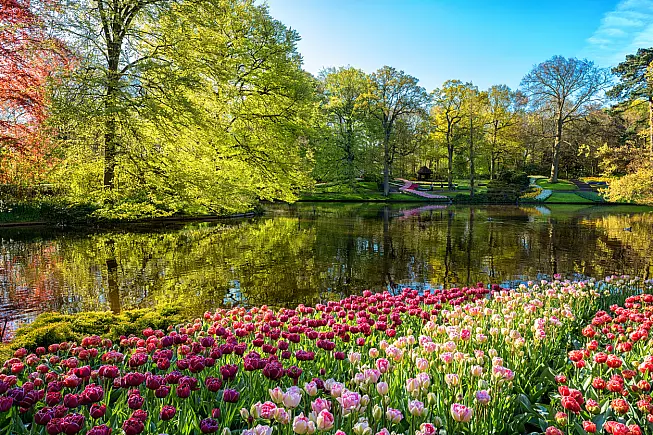 Lo spettacolo dei tulipani in fiore nel parco di Keukenhof a Lisse, Paesi Bassi. 