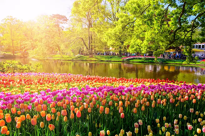 Il parco di Keukenhof con i tulipani in fiore, a Lisse, nell'Olanda meridionale.