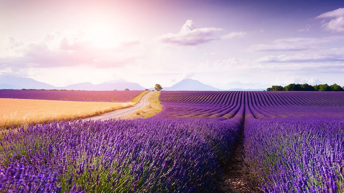 Strada della Lavanda, Provenza, Francia. iStock-1171557319