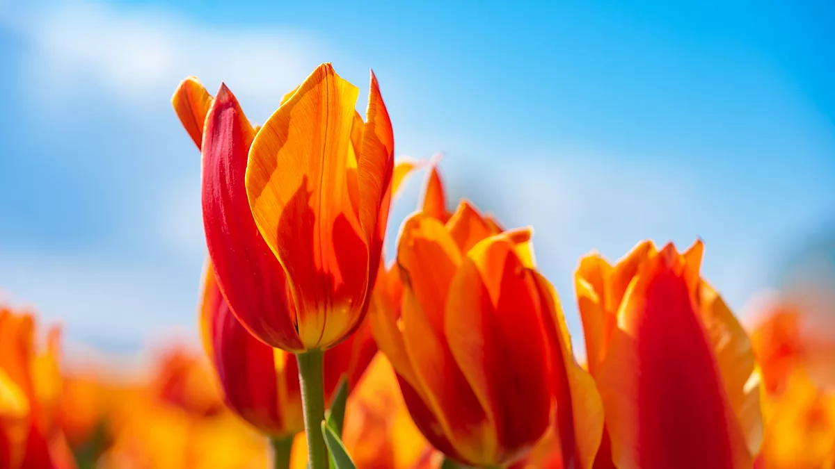 I tulipani, simbolo dell'Olanda. 