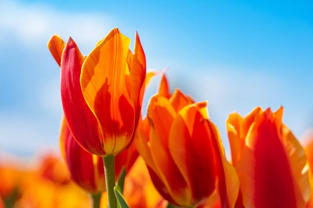 I tulipani, simbolo dell'Olanda.