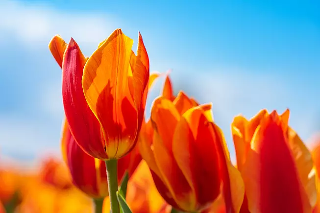 I tulipani, simbolo dell'Olanda. 