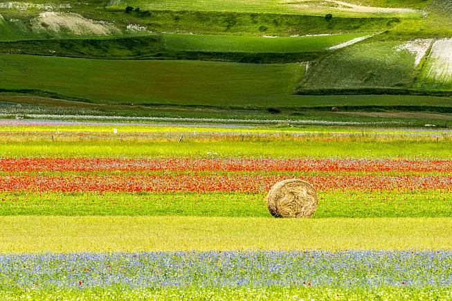 Monti Sibillini, prati fioriti