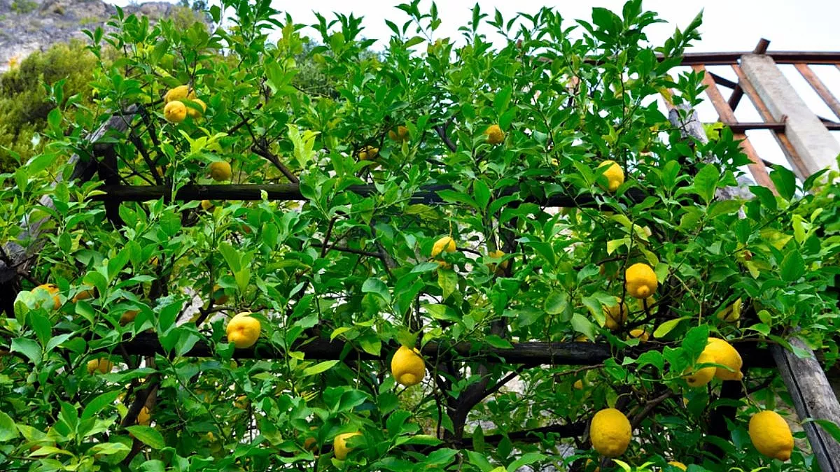 Le limonaie di Limone sul Garda. 