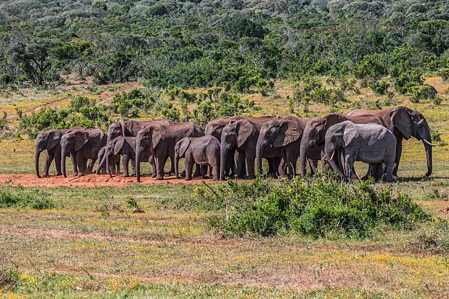 Parco nazionale degli Elefanti di Addo, Sudafrica