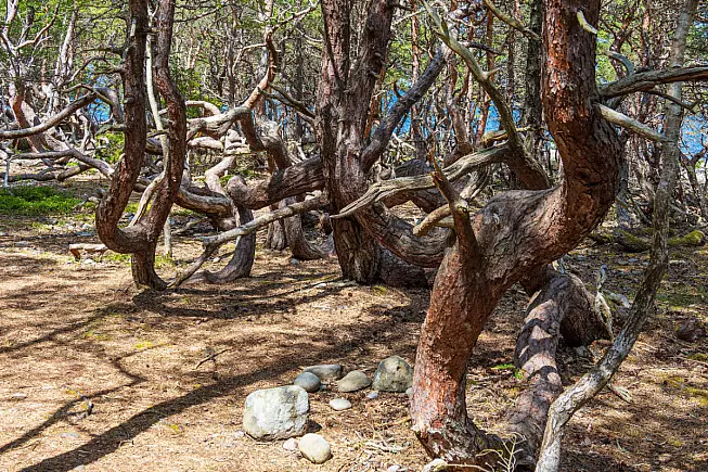 Trollskogen, Svezia