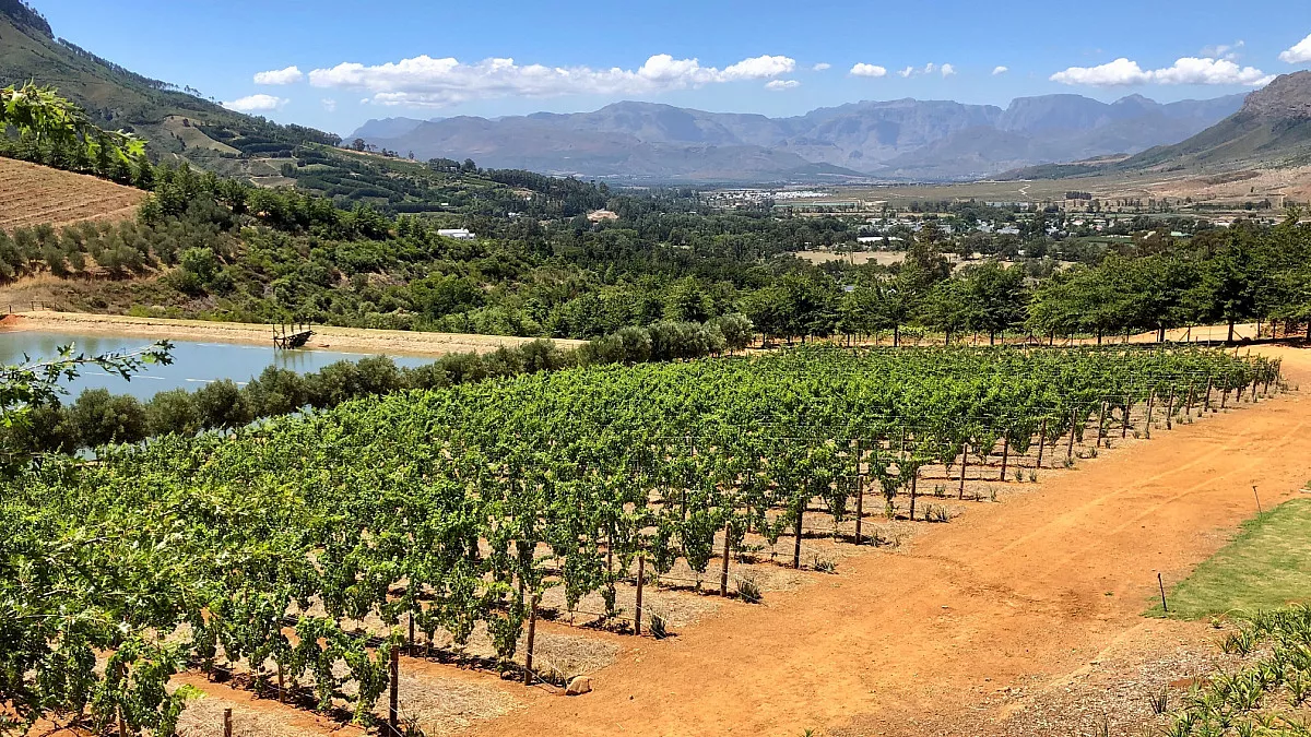 Vigneti di Stellenbosch, Municipalità distrettuale di Cape Winelands, Sudafrica. Shutterstock_2632240303