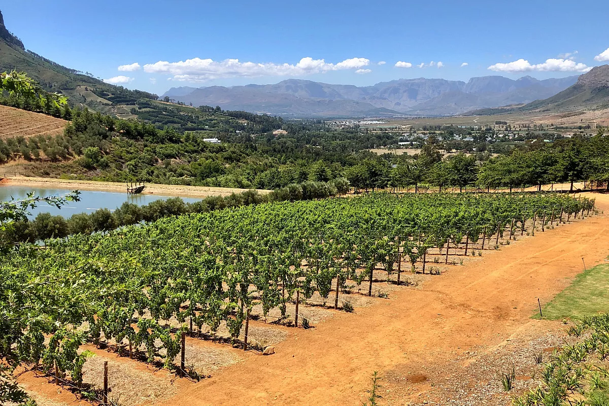 Vigneti di Stellenbosch, Municipalità distrettuale di Cape Winelands, Sudafrica. Shutterstock_2632240303