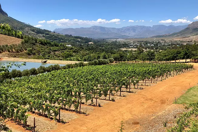 Vigneti di Stellenbosch, Municipalità distrettuale di Cape Winelands, Sudafrica. Shutterstock_2632240303
