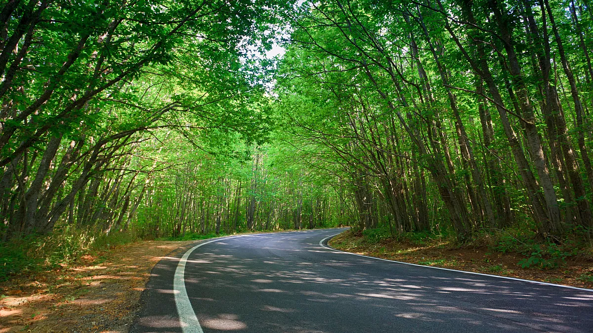 Gambarie, strada verso Gambarie, RC. Shutterstock_83990656
