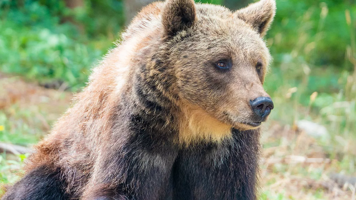 Parco Nazionale della Maiella, Orso marsicano. Shutterstock_1471567205