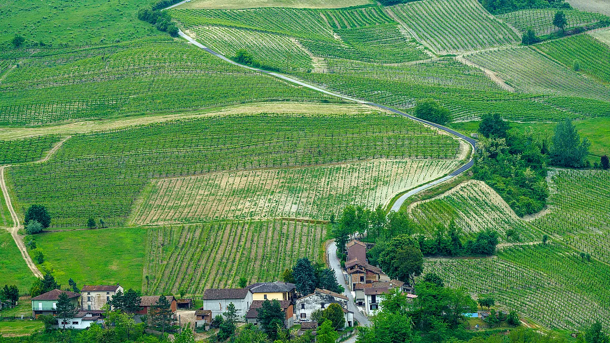I vigneti delle colline di Montalto Pavese. 