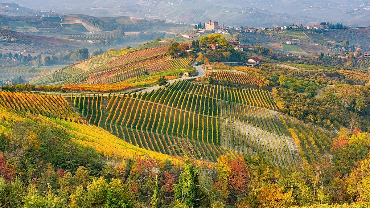 Quando arriva l'autunno, i vigneti delle Langhe sono uno spettacolo