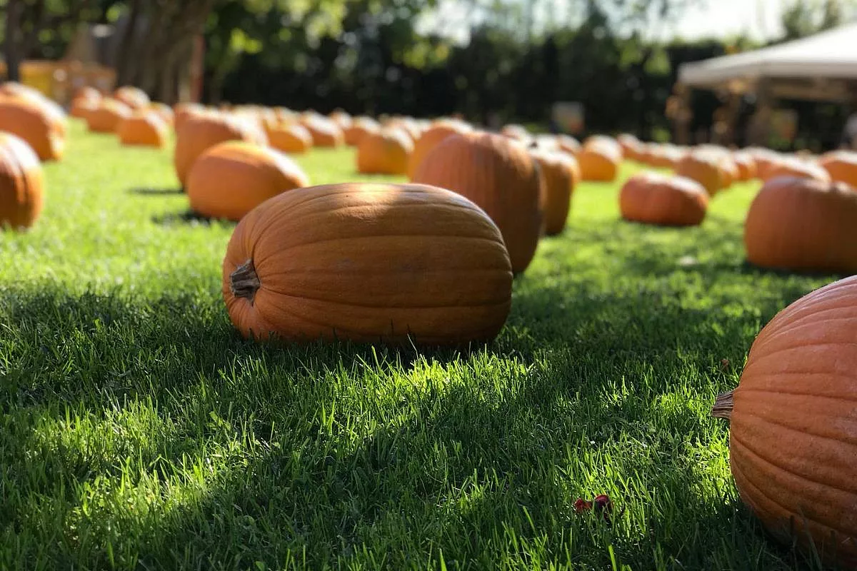 Il Giardino delle Zucche, Pignataro Maggiore. Facebook