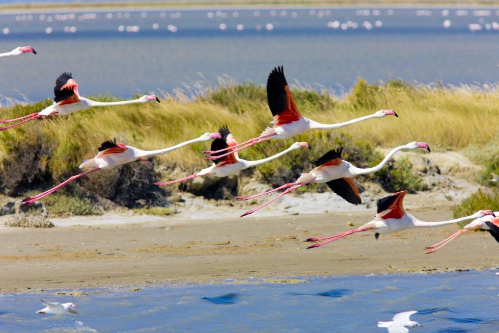 Camargue