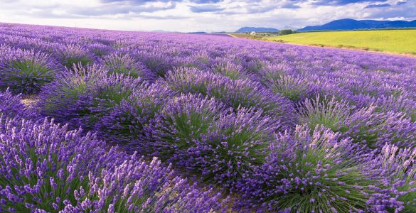 Strada della Lavanda