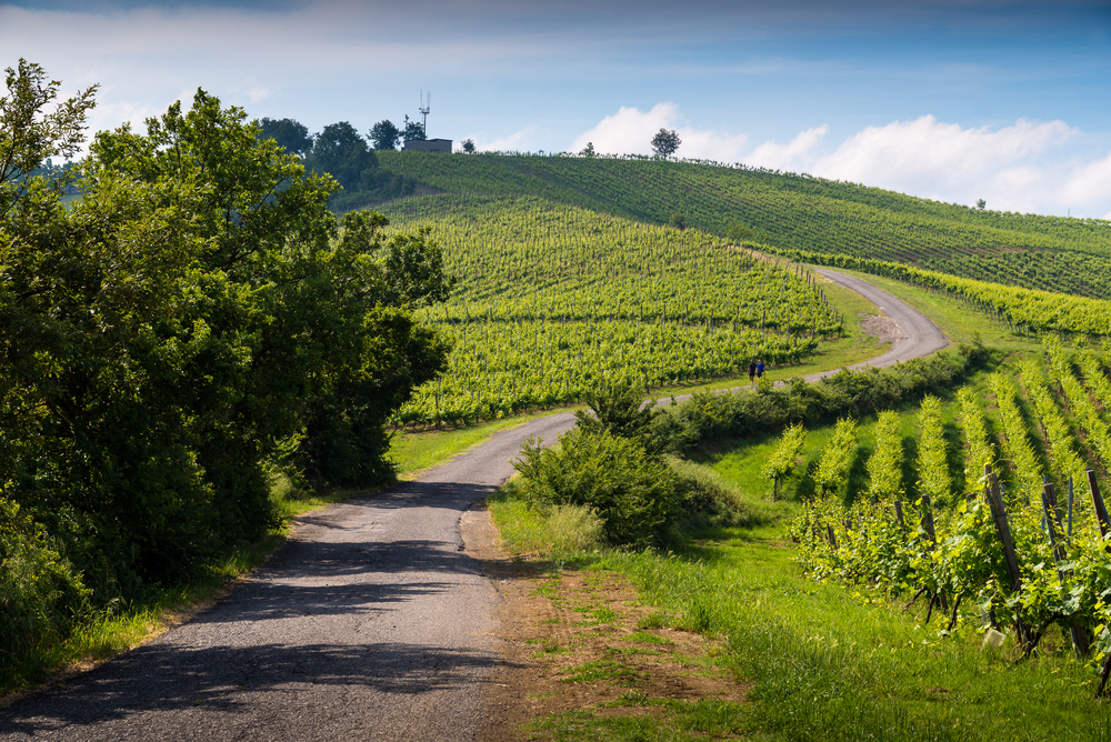 Oltrepò Pavese, Montalto